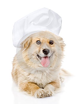 Dog in chefs hat looking at camera.