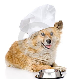 Dog in chefs hat begging for food.