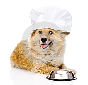 Dog in chefs hat begging for food. looking at came