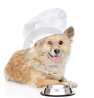 Dog in chefs hat begging for food. looking at came