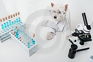 Dog in chemical laboratory