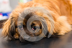 Dog with cherry eye at the veterinary clinic