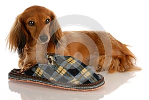 Dog with chewed slipper