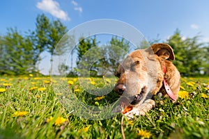 Dog chewing on bone