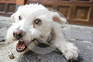 dog chewing a branch