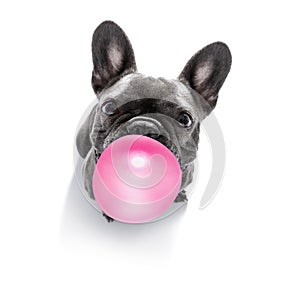 Dog chewing bubble gum