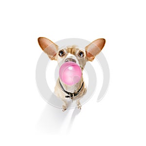 Dog chewing bubble gum
