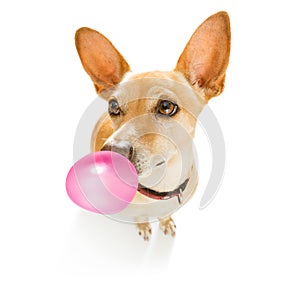 Dog chewing bubble gum