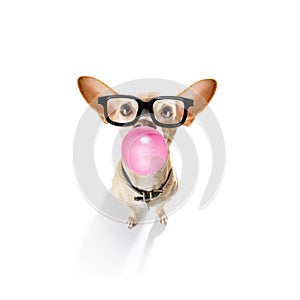 Dog chewing bubble gum