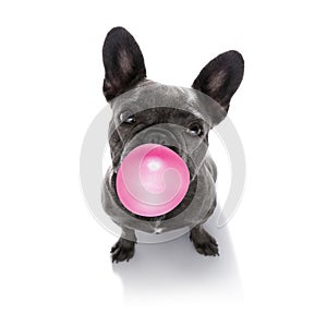 Dog chewing bubble gum