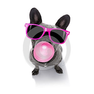 Dog chewing bubble gum photo