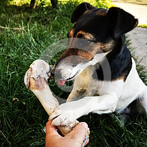 Dog chewing on huge bone