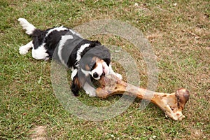 Dog chewing on huge bone