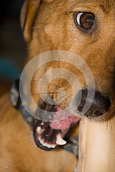 Dog Chewing a Rawhide Bone photo