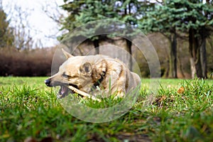 Dog is chewing the stick