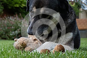 Dog chewing on a stuffed toy