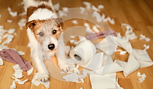 Dog after chewing a toilet paper, puppy training or separation anxiety banner