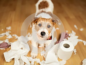 Dog after chewing a toilet paper, puppy training or separation anxiety banner