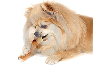 The dog chews on a bone. The Pomeranian eats a dog bone. Pomeranian