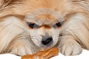 The dog chews on a bone. The Pomeranian eats a dog bone. Pomeranian puppy