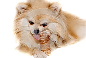The dog chews on a bone. The Pomeranian eats a dog bone.