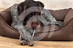 Dog chews knot toy lying on the mat