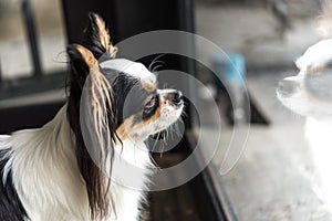 Dog chihuahua breed looking at something