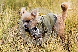 Dog chihuahua. Dog walking in bad autumn weather. Warm clothes for dogs