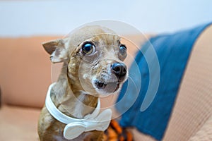 Dog Chihuahua in holiday attire