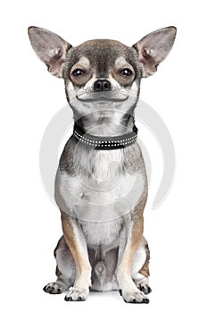 Dog ( chihuahua ) looking at the camera, smiling photo