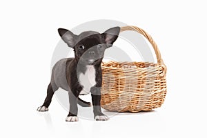 Dog. Chihuahua puppy isolated on white