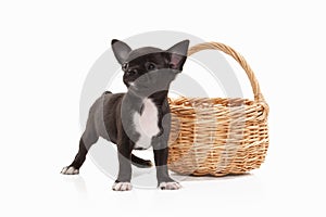 Dog. Chihuahua puppy isolated on white