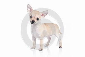 Dog. Chihuahua puppy on white background