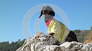 Dog child tourist lost in mountains, climbed stone, nervous looks out for road