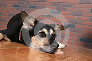 Dog with chin resting on floor looking depressed