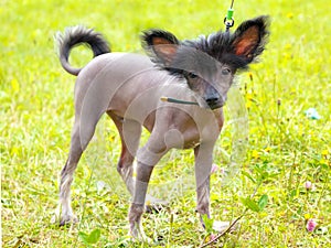 Dog Chinese Crested Dog breed