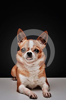 Dog Chiuahua on the black and white background
