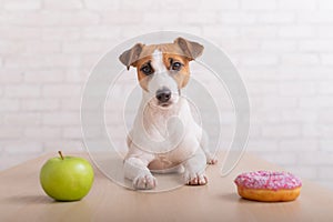 Dog before choosing food. Jack Russell Terrier looks at a donut and an apple