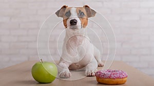 Dog before choosing food. Jack Russell Terrier looks at a donut and an apple