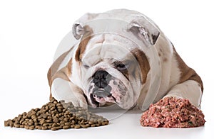 Dog choosing kibble