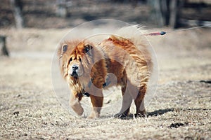 Dog chow-chow on walk