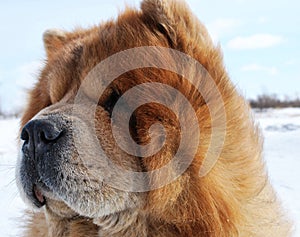 Dog of the chow-chow on walk