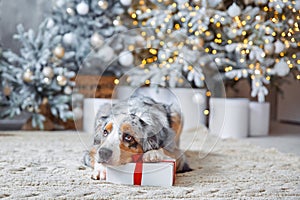 Dog and Christmas
