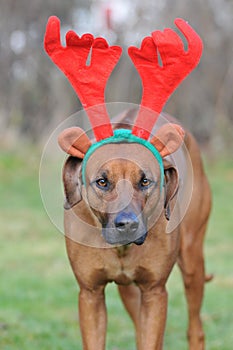 Dog with Christmas antlers