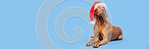 Dog Christmas Background. Vizsla wearing red Santa hat full length studio portrait on pastel blue background.