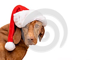 Dog Christmas Background. Vizsla wearing red Santa hat studio portrait on white background.