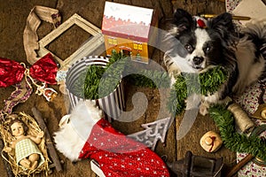 Dog Christmas cards, naughty puppy