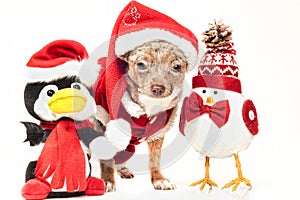 Dog with christmas figures