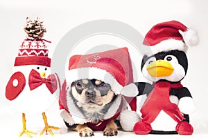 Dog with christmas figures