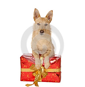 Dog with a Christmas gift